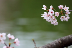 桜も撮っておこう！