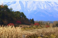 梅と残雪Ⅱ