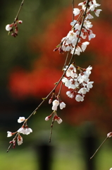 続　京に桜咲く