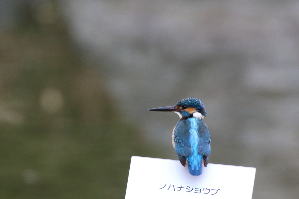 ノハナショウブ（カワセミ君の解説）