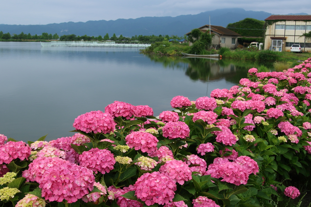 平湖の紫陽花