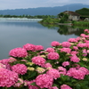 平湖の紫陽花