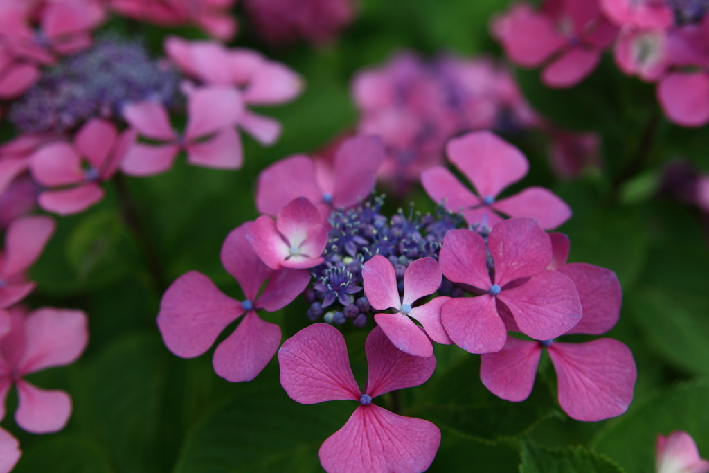 色々紫陽花Ⅰ