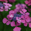 色々紫陽花Ⅰ