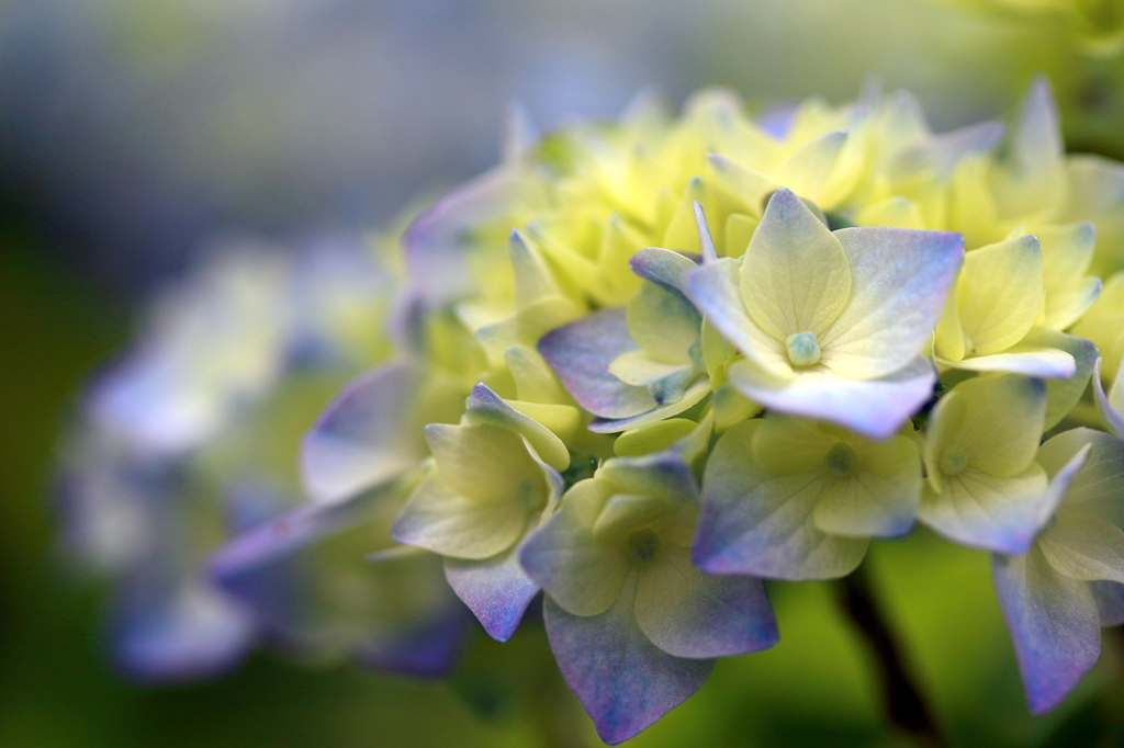 紫陽花　咲きはじめⅠ