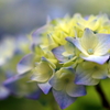 紫陽花　咲きはじめⅠ