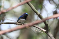 青い鳥　木の枝へ