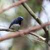 青い鳥　木の枝へ