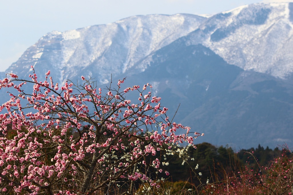 梅と残雪