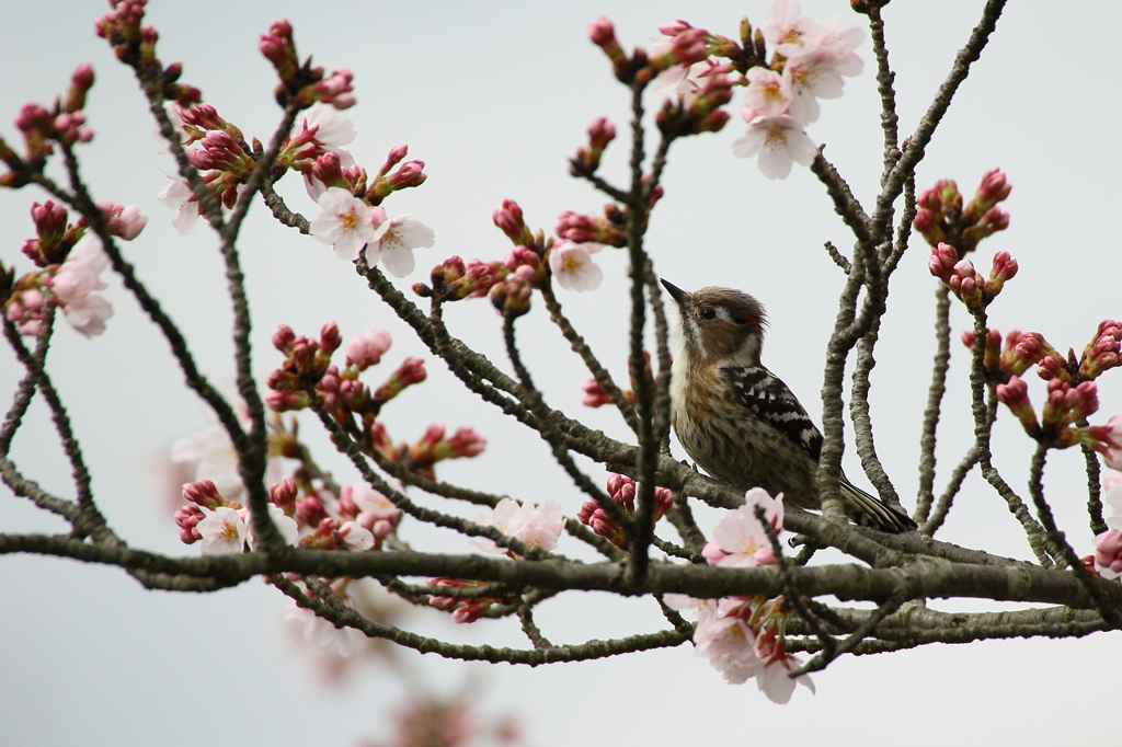 桜コゲラⅠ