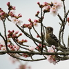 桜コゲラⅠ