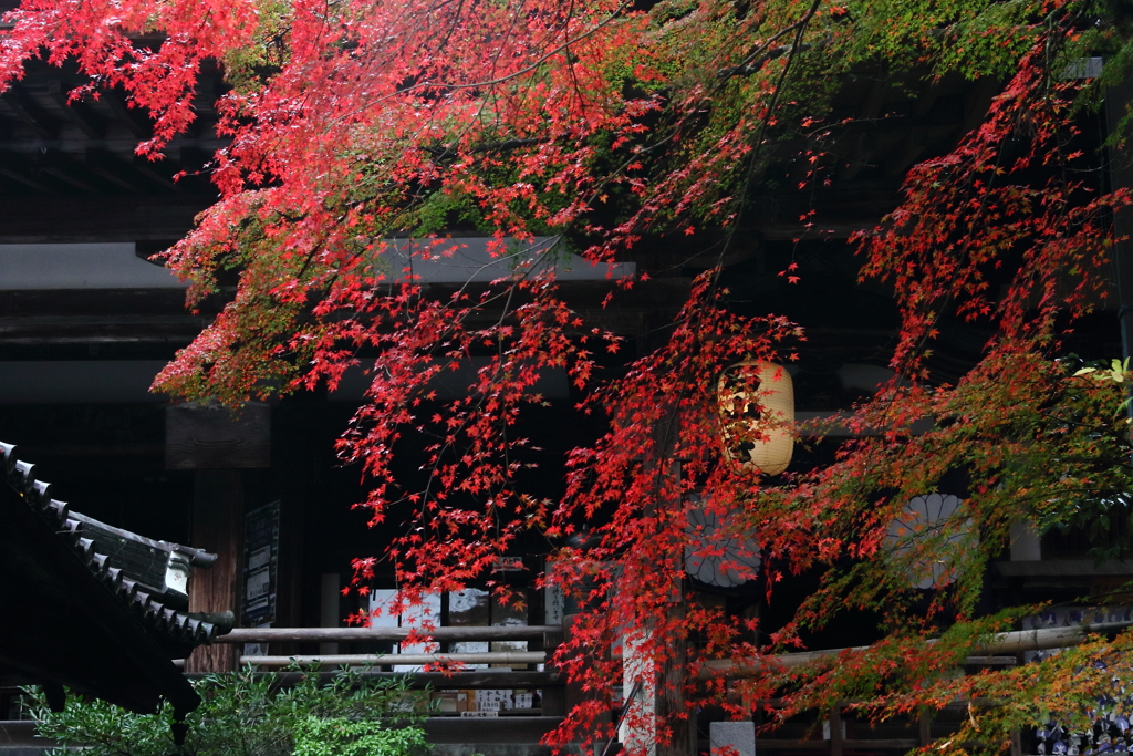 錦秋石山寺　再び本堂