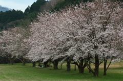 桜スナップ　花見
