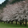 桜スナップ　花見