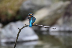 カワセミ　水浴び後