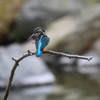 カワセミ　水浴び後