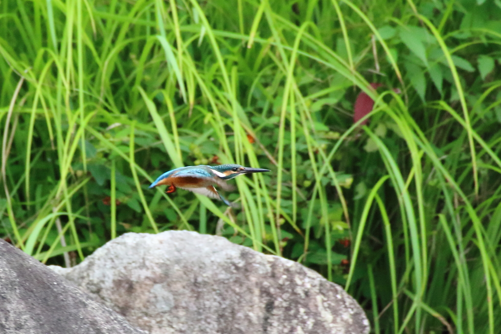 カワセミ　ふわり