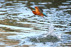 カワセミ　飛び込む④