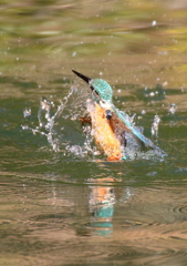 カワセミ　浮上