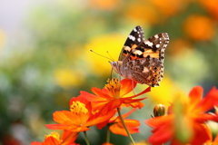 秋色の花と蝶