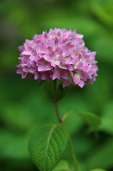 紫陽花　正統派美人