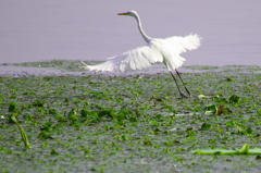 琵琶湖の鳥たち1