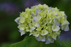 紫陽花　咲きはじめⅡ