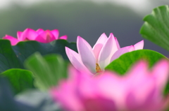蓮　その2