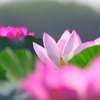 蓮　その2