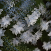 花火という名の