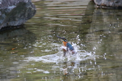 カワセミ　水浴び