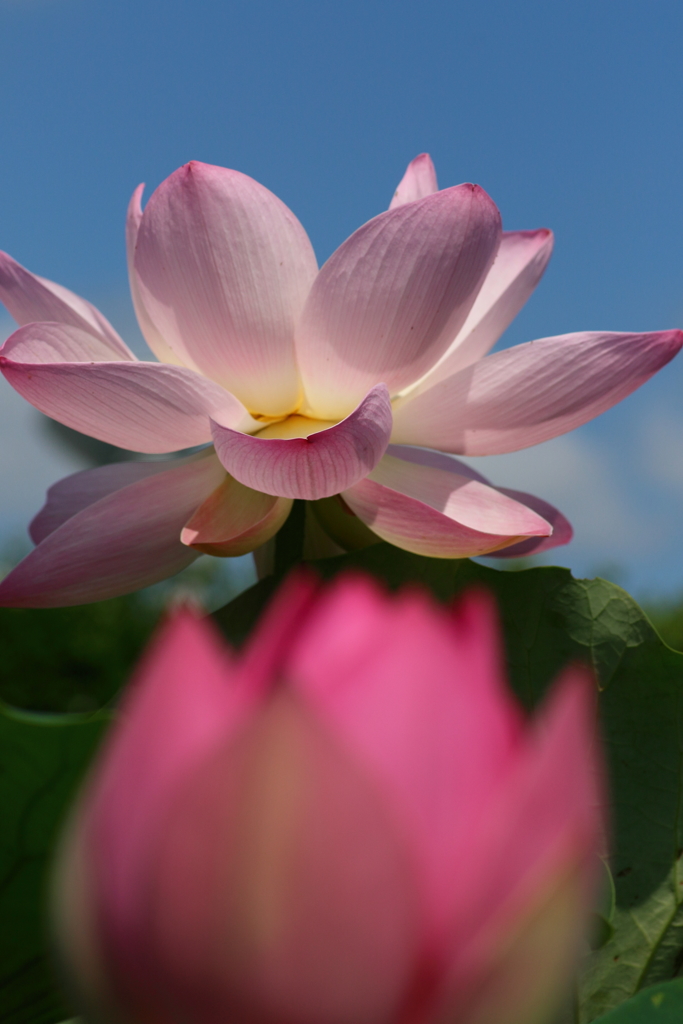 主役の蓮花　後ろの花