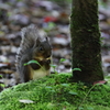 公園の森の住人