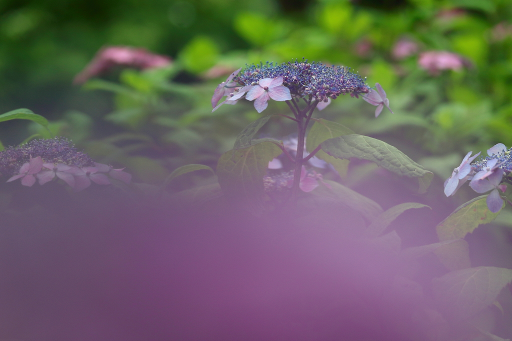 紫陽花　黒姫