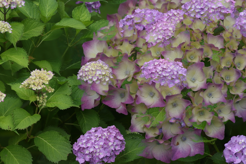 再び紫陽花園　3