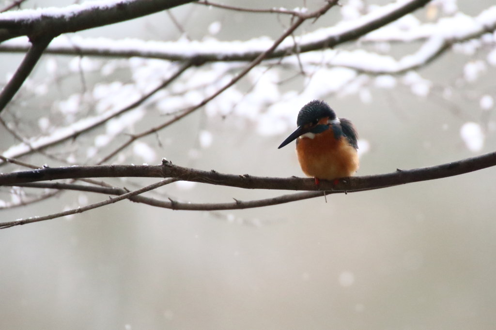 雪の朝