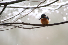 雪の朝