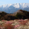 残雪と梅園