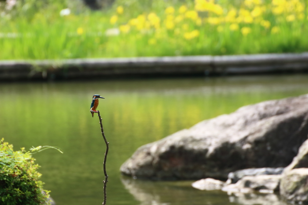 カワセミ　黄菖蒲の季節Ⅳ