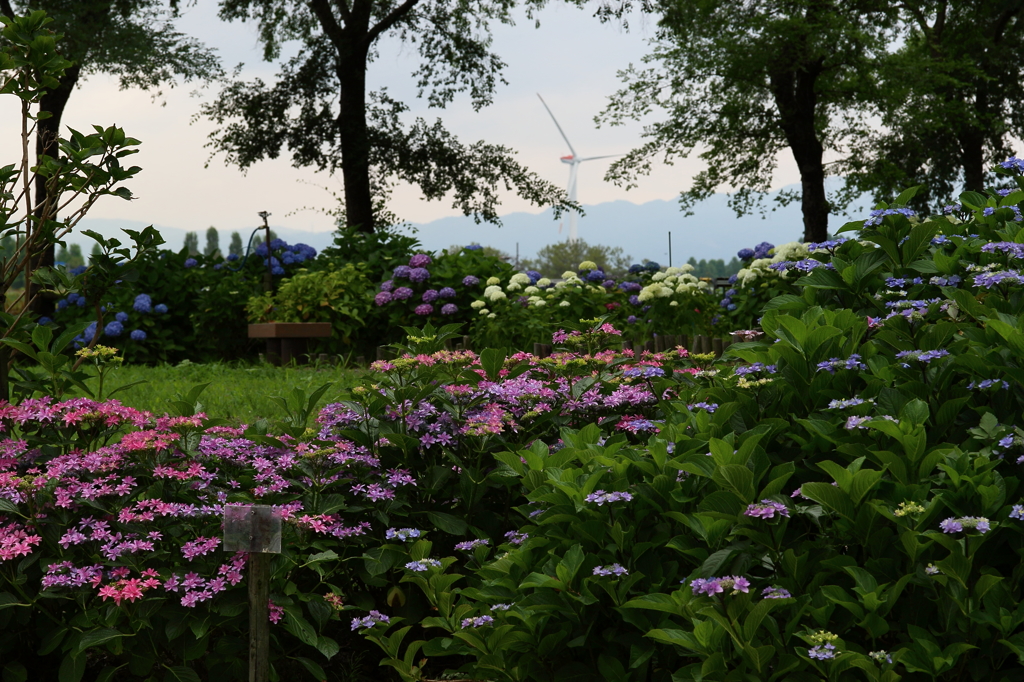 紫陽花　風車風景