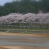霧の大戸川