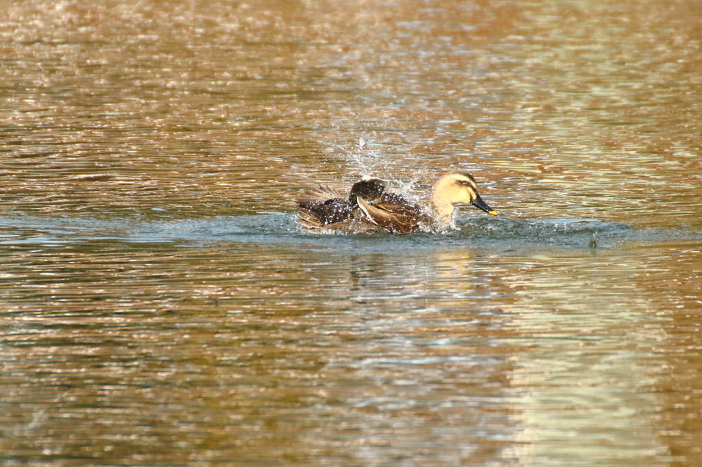 午後の水浴び