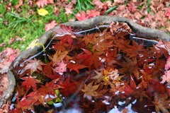 石山寺　水盤の秋