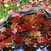 石山寺　水盤の秋