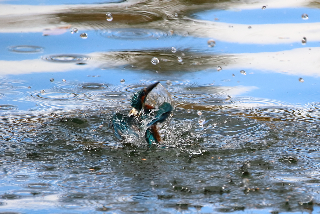 水面のカワセミ①