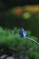 早朝のカワセミ