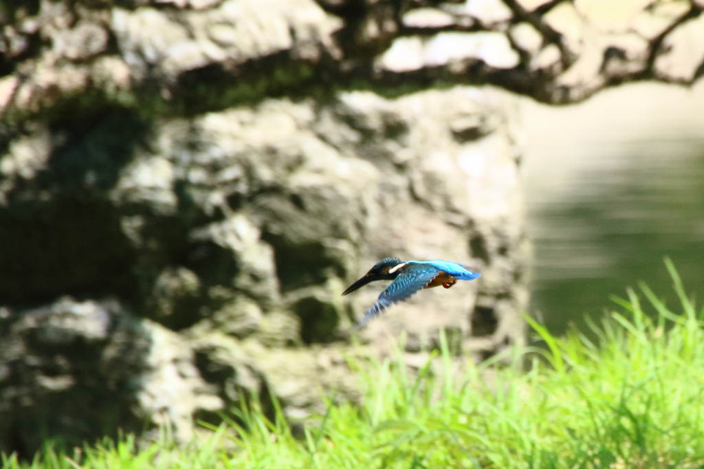 公園のカワセミ