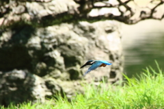 公園のカワセミ