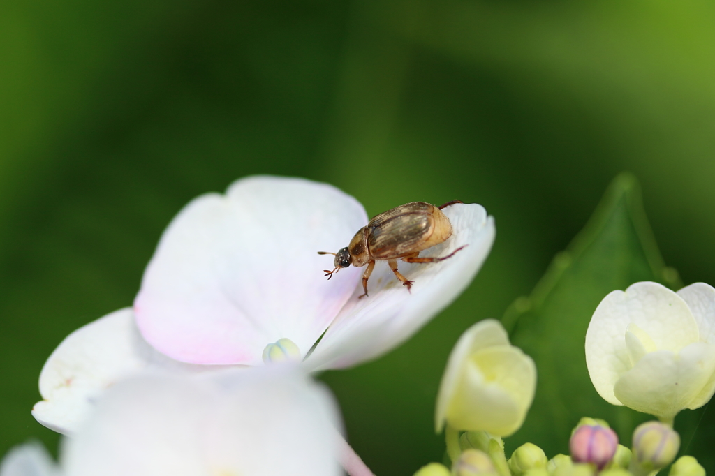 紫陽花と昆虫Ⅰ