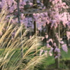 期待の枝垂れ桜Ⅱ
